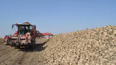 Aksaray’da pancar hasadı yüzleri güldürdü