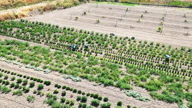 Milli Ağaçlandırma Günü’nde dev proje: 37 bin 900 fidan toprakla buluştu!
