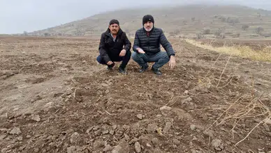 Çiftçi önlem bekliyor! Karaman’da domuzlar tarlayı talan etti