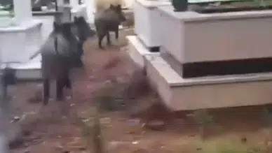 Domuz istilası sürüyor! Yeni adres mezarlıklar