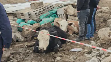 Sağanak ve fırtına Aksaray’da ahırı yıktı