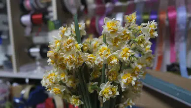 Karaman’da “çiçeklerin annesi” nergis ilgi görüyor: Fiyatı bin 500 TL’ye kadar çıkıyor