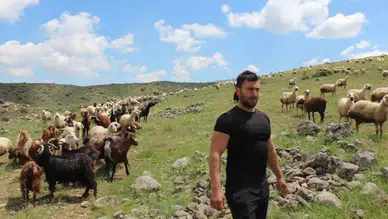 Köyüne dönüp hayvancılığa başladı, 2 yılda bin 300 koyunu oldu