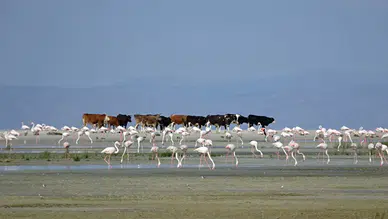 Tuz Gölü'nde 5 bin yavru flamingo kuluçkadan çıktı