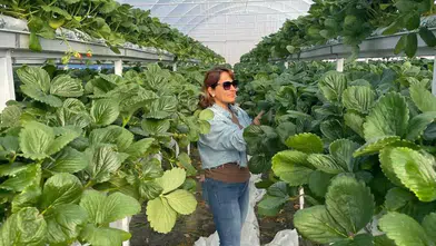 Konya’da ilginç tarım! Toprak olmadan bu bitkiden ilk hasat alındı Konya’da ilginç tarım! Toprak olmadan bu bitkiden ilk hasat alındı