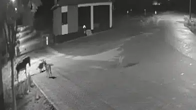 Konya’da sokak ortasında kurt dehşeti! Eşeği parçaladılar