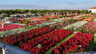 Konya’daki bu park görenleri hayran bırakıyor! 50 bin gül aynı yerde