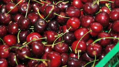 Akşehir kirazı dalından sofralara uzanıyor! Büyük şenlik başlıyor