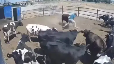 Kızgın boğanın saldırısı kamerada! Konya’da besici ölümden döndü