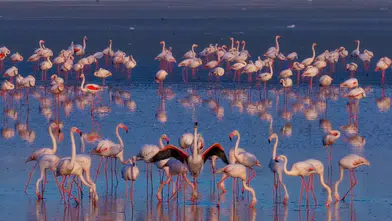 Konya'nın saklı cenneti yeniden canlandı! Flamingolar geri döndü