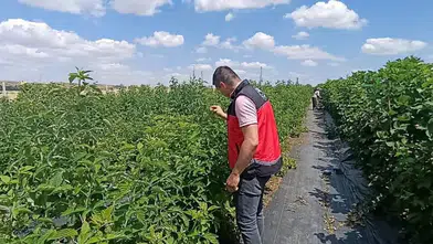 Konya’da üzümsü meyveler üretiliyor