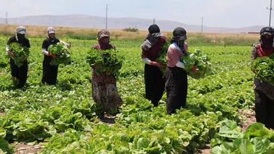 Tarlada 5, markette 50 lira! Konya'da marul fiyatı tartışma yarattı