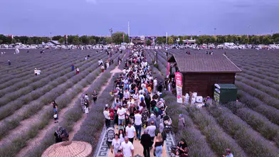 Konya'daki lavanta festivali ziyaretçi rekoru kırdı!