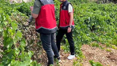 Konya üzüm bağlarında denetime çıkıldı