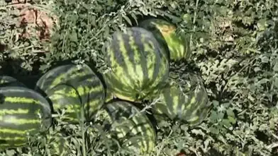 Konya’da üretilen karpuz tadı damaklarda bırakıyor!