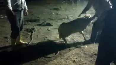 Konya’da kayıp kuzu 2 gün sonra bulundu! 10 metrelik çukurdan kurtarıldı