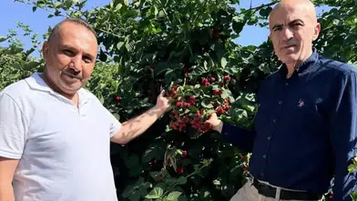 Konya Ovası’nda bu tarlayı gören bir daha bakıyor! Yetişen ürün altına dönüşüyor