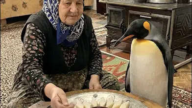 Nihilist Penguen Konyalı oldu! Eğlenceli video geldi