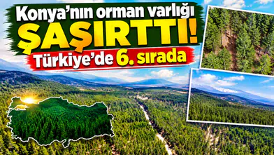 Konya’nın orman varlığı şaşırttı! Türkiye’de 6. sırada