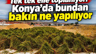 Tek tek elle toplanıyor! Konya’da bundan bakın ne yapılıyor