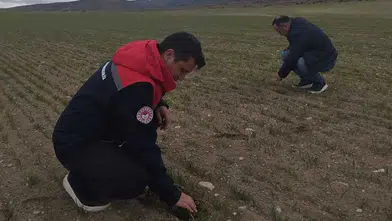 Yağışlar hububata can verdi! Konya'da yağışlar çiftçinin yüzünü güldürdü