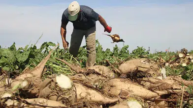 Pancar kotası tartışması büyüyor! Konya'daki ziraat odasından açıklama