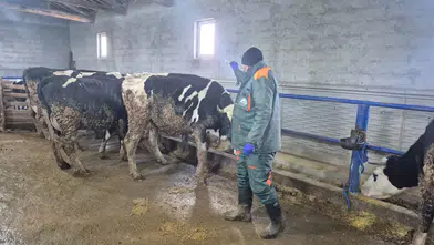 Konya’da şap alarmı! Harekete geçildi