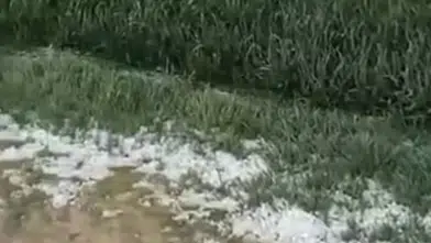 Konya Ovası’nda dolu etkili oldu! Tarımda tehlike var mı?