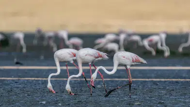 Tuz Gölü’nde flamingo alarmı! “Yavrular telef oluyor”