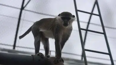 Koruma altına alındı! Denizli’de yakalandı Konya’ya getirildi