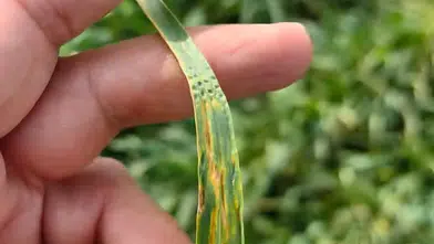 Konyalı çiftçilere ilaçlama uyarısı geldi