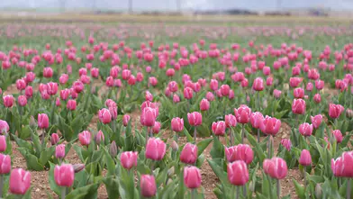 Karaman’da lale tarlası kapılarını açıyor
