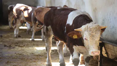 Konya’da kurbanlık uyarısı! Dikkat etmeyenler mağdur olabilir