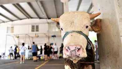 Konya’da kurban kesim fiyatı belli oldu! Et çekimi ne kadar oldu?