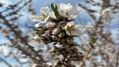 Konya’da meyve ağaçları don riskine karşı izleniyor
