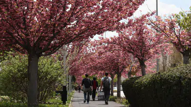 Burası Japonya değil Konya! Gören dönüp bir daha bakıyor