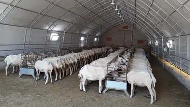 Konya hayvancılıkta fark attı! Bölgedeki her 2 hayvandan biri burada