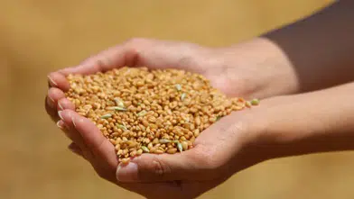 Meclis’te buğday isyanı! Konya Vekili açtı ağzını yumdu gözünü