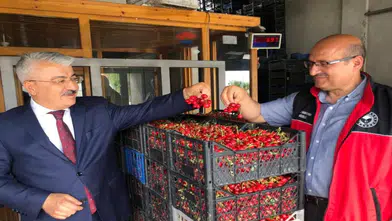 Akşehir kirazının marka değeri için sahada inceleme