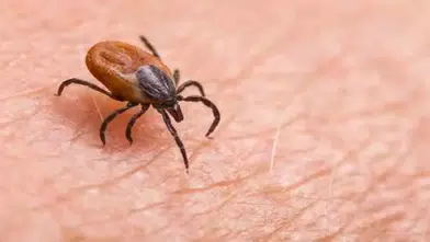 Uzmandan kene uyarısı! Bu hataları yapmayın
