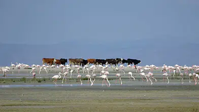 Tuz Gölü'nde 5 bin yavru flamingo kuluçkadan çıktı