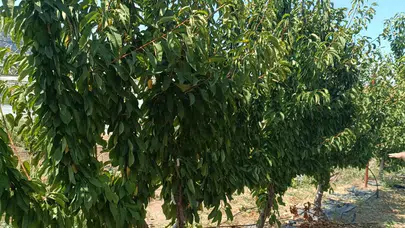 KOP destekli projeyle Akşehir'in kiraz bahçeleri yenileniyor!