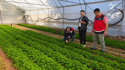 Konya'da örtü altı seraları gelir kapısı oldu!