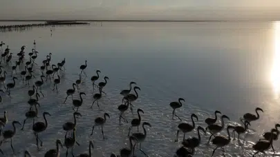 Tuz Gölü’nde kuraklık alarmı! Flamingolar artık gelmiyor