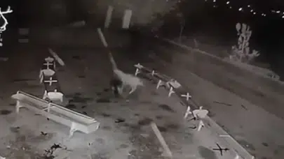 Konya’da kurt ve başıboş köpek faciası!