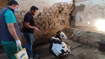 Konya Büyükşehir’den Çumra’da büyükbaş hayvancılığa destek