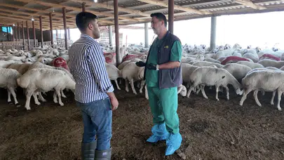Konya'da hayvancılık yapanlara müjde! Büyükşehir ücretsiz destek veriyor