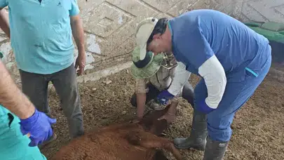 Konya’da hastalık şüphesi olan hayvanlardan numune alınıyor!