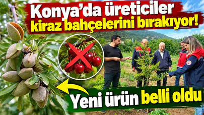Konya’da üreticiler kiraz bahçelerini bırakıyor! Yeni ürün belli oldu