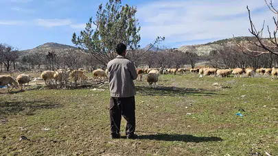 Maaş 130 bin TL'ye çıktı! Konya'da çoban bulmak zorlaştı